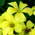 Yellow Cape Sorrel Flower