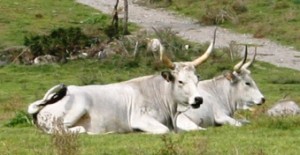 Maremmana cows in Tuscany