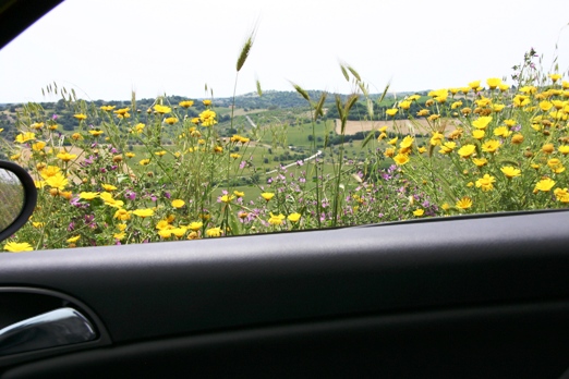 wildflowers through car window