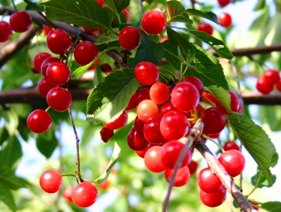 Sour cherry tree