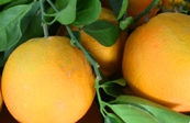 oranges from Sicily