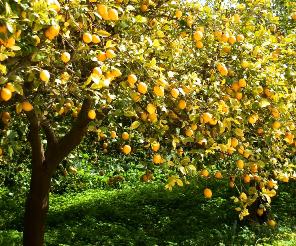 Sicilian Lemon