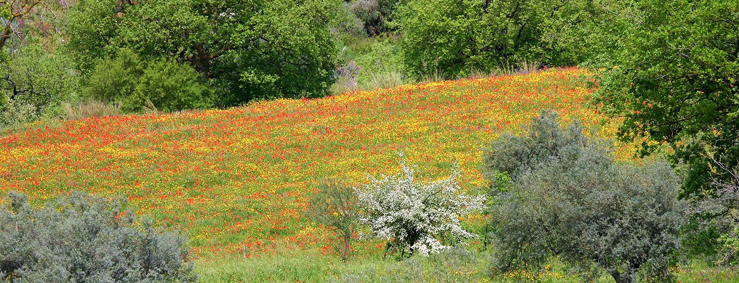Sicily countryside with yellow & orange wildflowers