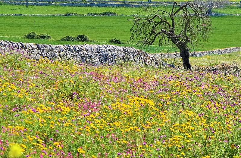 Sicily countryside with pink & yellow flowers