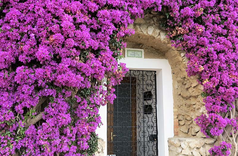 Building covered with purple bougainvilla on Capri island