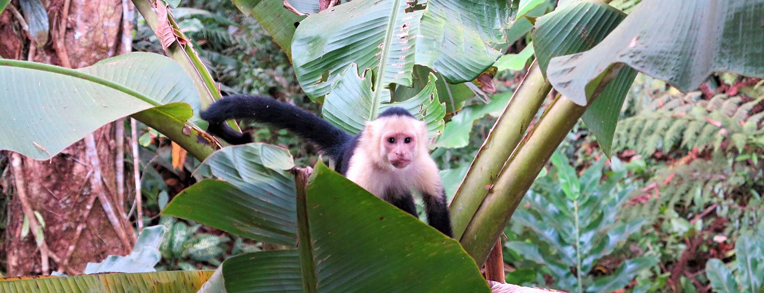 monkey in Costa Rica jungle