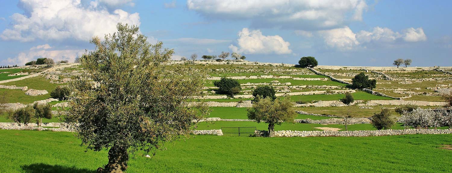 Sicilian countryside with dry-stone walls