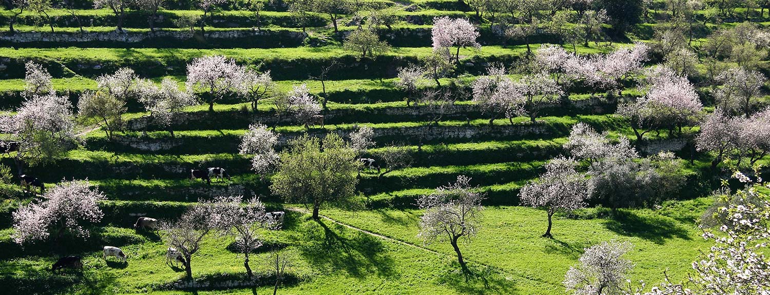 green landscape with almond trees