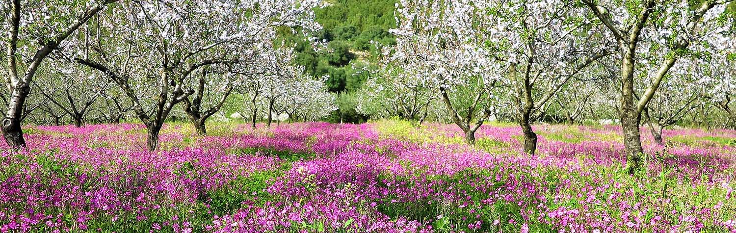 field with blossoming trees and pink flowers