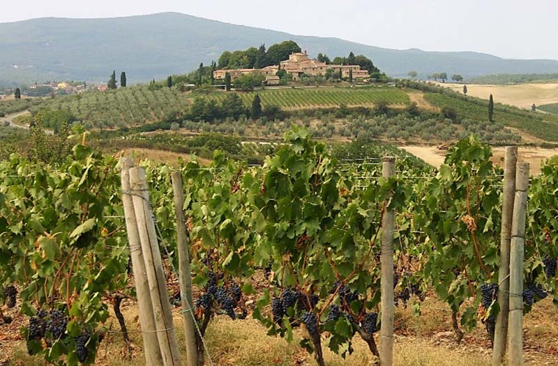 view of vineyard in Umbria