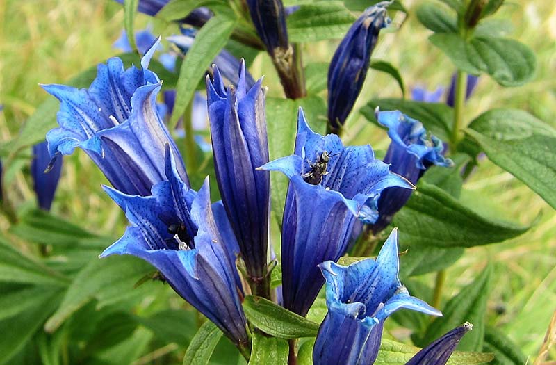blue gentian flowers with a bee