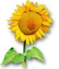Inside Tuscany sunflower icon