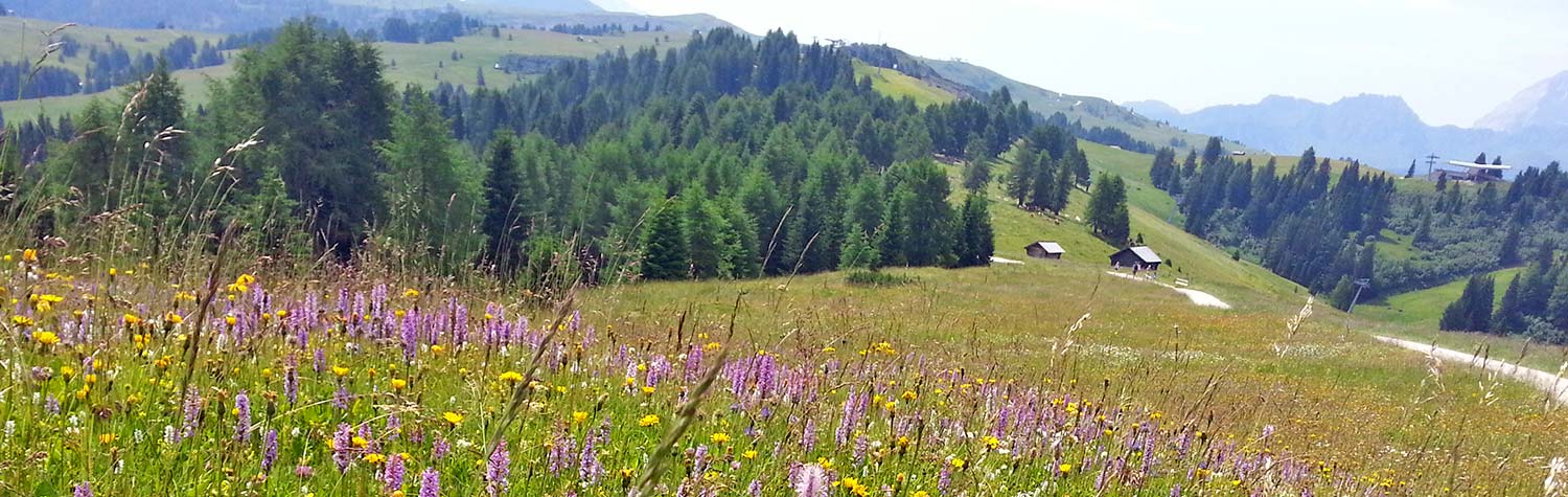 Wildflowers among rolling hills