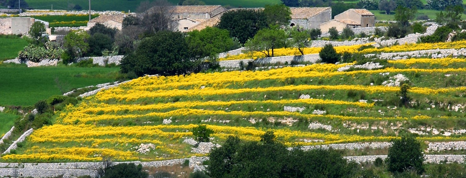 Farm in Sicily, terraces with yellow flowers