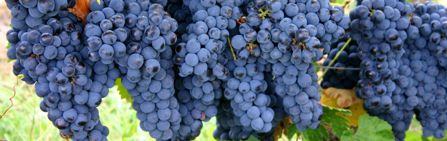 Wine grapes on vine in Italy